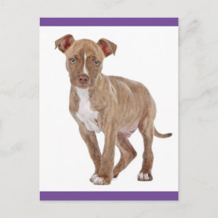 Pit Bull Puppy Dog Blank Postcard