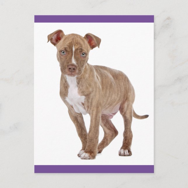 Pit Bull Puppy Dog Blank Postcard (Front)