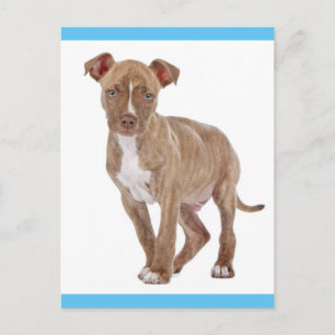 Pit Bull Puppy Dog Blank Postcard