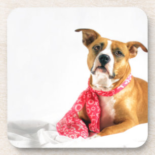 Pit Bull Puppy Love in Pink XOXO Coaster