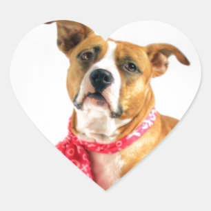 Pit Bull Puppy Love in Pink XOXO Heart Sticker