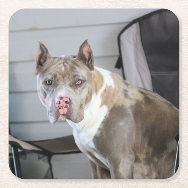 Pit Bull Square Paper Coaster (Front)