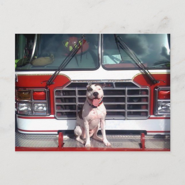 Pit Bull T-Bone Fire House Dog Postcard (Front)