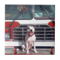 Pit Bull T-Bone Fire House Dog