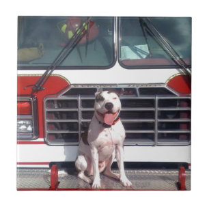 Pit Bull T-Bone Fire House Dog Tile