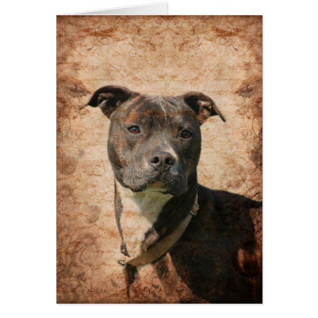 Pit Bull Terrier (Front)