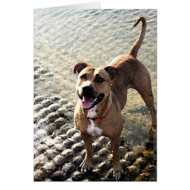 Pit Bull Terrier (Front)