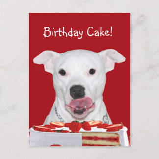 Pit Bull Terrier Birthday Postcard