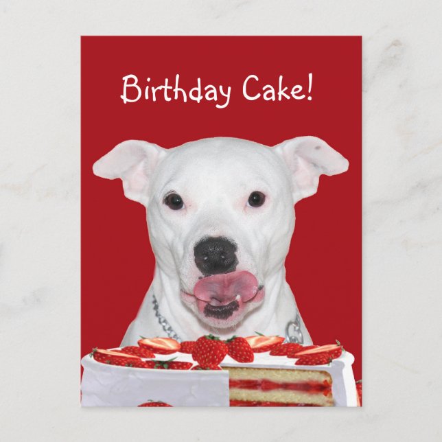 Pit Bull Terrier Birthday Postcard (Front)