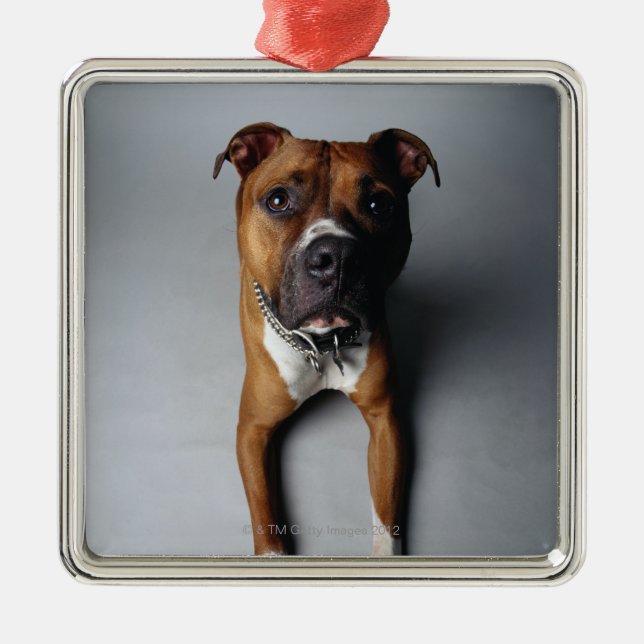 Pit Bull Terrier Lying Down Metal Tree Decoration (Front)