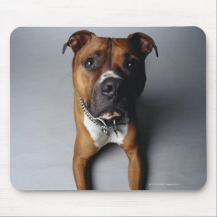 Pit Bull Terrier Lying Down Mouse Mat
