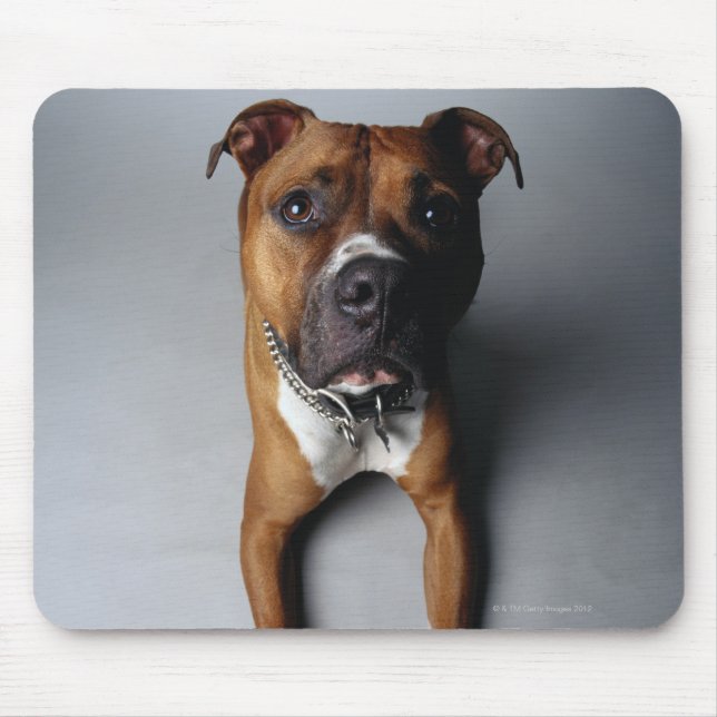 Pit Bull Terrier Lying Down Mouse Mat (Front)