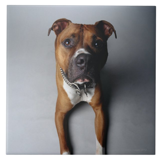 Pit Bull Terrier Lying Down Tile (Front)