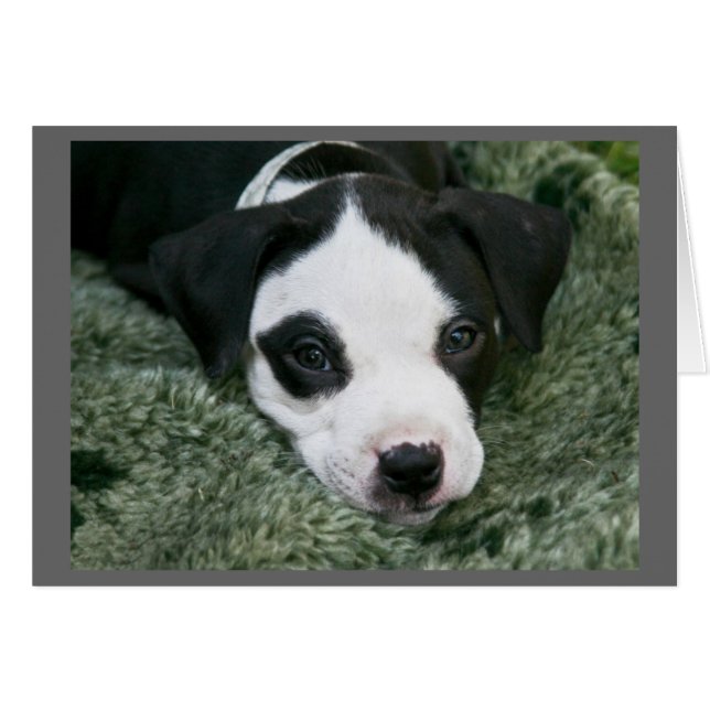 Pit Bull Terrier Pup Card - "Angie" (Front Horizontal)