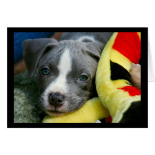 Pit Bull Terrier Pup Card - "Mikey"