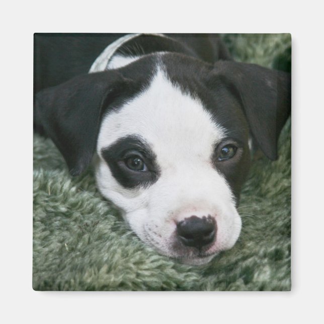 Pit Bull Terrier Pup Magnet - "Angie" (Front)