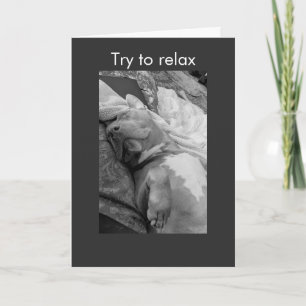 Pit Bull try to relax Card