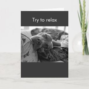 Pit Bull try to relax Card