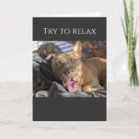 Pit Bull try to relax get well