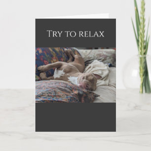 Pit Bull try to relax get well Card