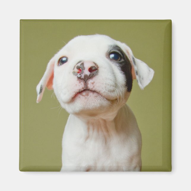 Pit Bull With Black Spotted Eye Magnet (Front)
