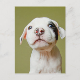 Pit Bull With Black Spotted Eye Postcard