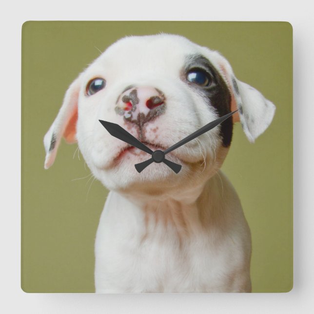 Pit Bull With Black Spotted Eye Square Wall Clock (Front)