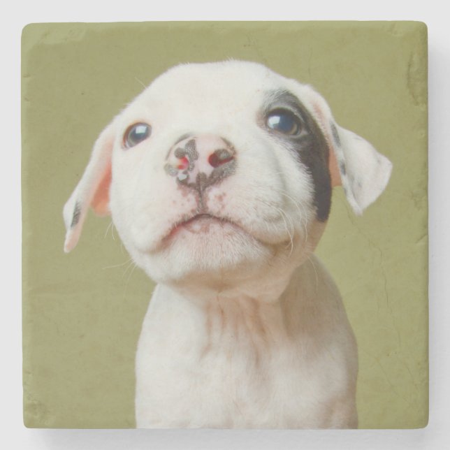 Pit Bull With Black Spotted Eye Stone Coaster (Front)