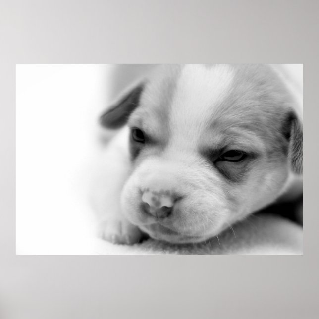 Pit Puppy Poster (Front)