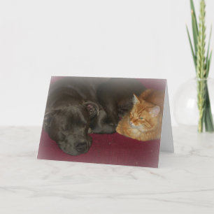 Pitbull and Tabby Cat Friends Forever  Card