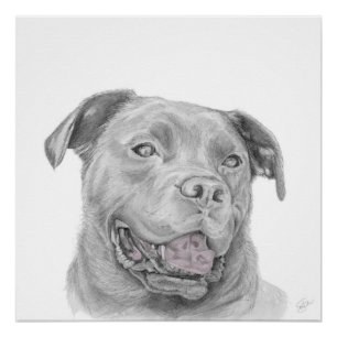 Pitbull Art Drawing American Staffordshire Terrier Poster