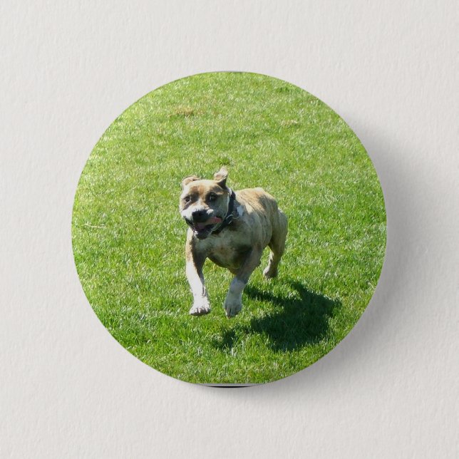 Pitbull button (Front)