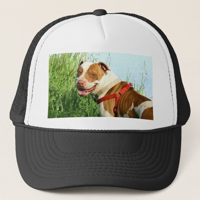 Pitbull cap (Front)