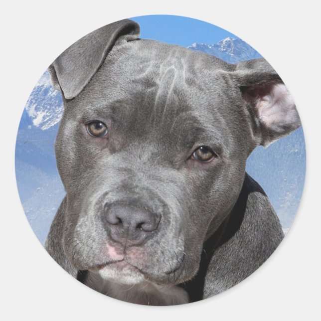 Pitbull Classic Round Sticker (Front)