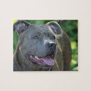 Pitbull Dog Jigsaw Puzzle