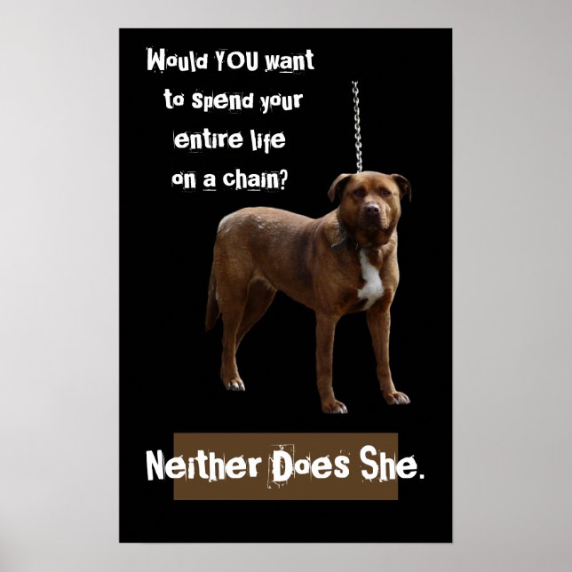 Pitbull Dog on a Chain Poster (Front)