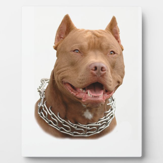 Pitbull dog plaque (Front)