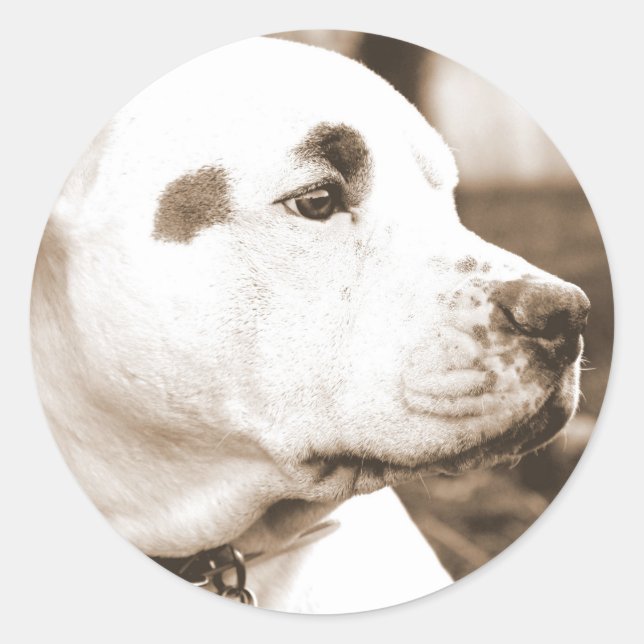 pitbull dog sepia colour hate deed not breed classic round sticker (Front)