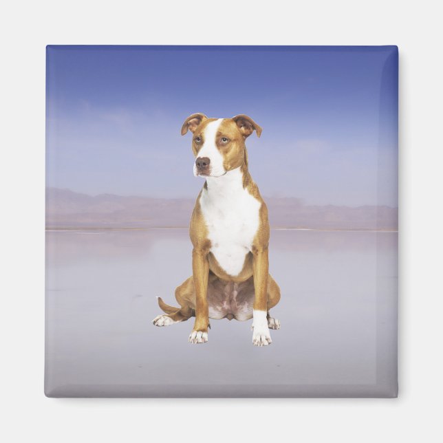 Pitbull Dog Sitting On Beach Magnet (Front)