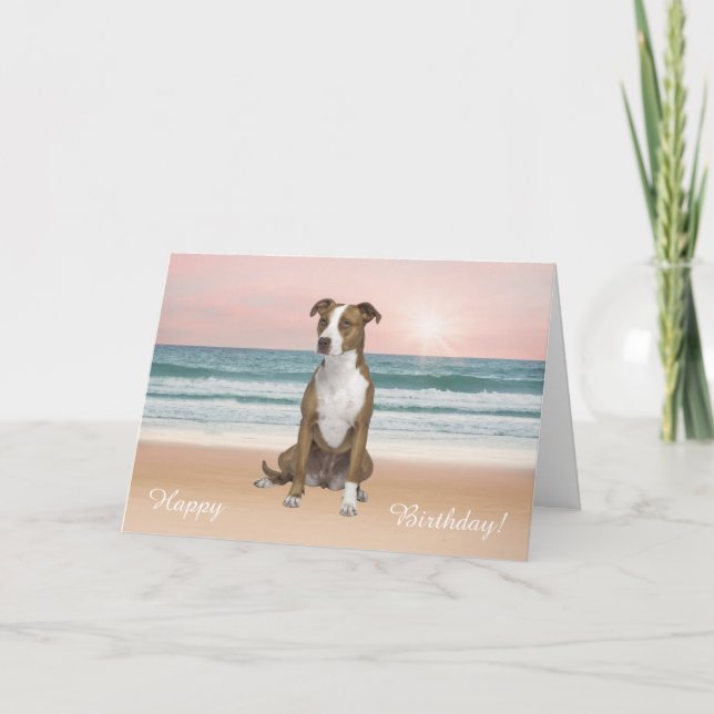 Pitbull Dog Sitting on Beach sunset Birthday Card (Front)