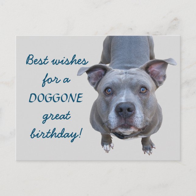 Pitbull Doggone Great Birthday Postcard (Front)