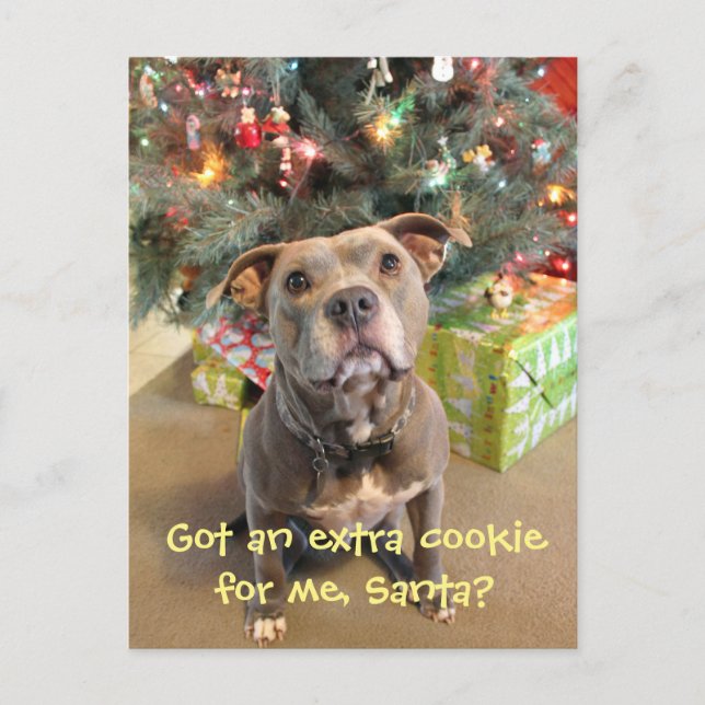 Pitbull Extra Cookie Christmas Postcard (Front)