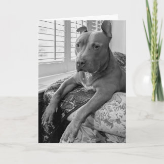 Pitbull love card