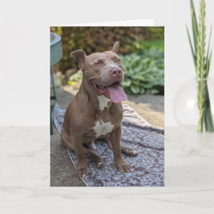 Pitbull Love Card