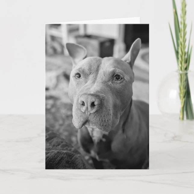 Pitbull love card (Front)