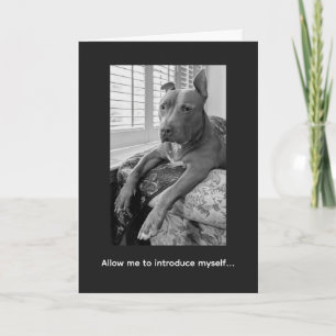 Pitbull Love McLovin Card