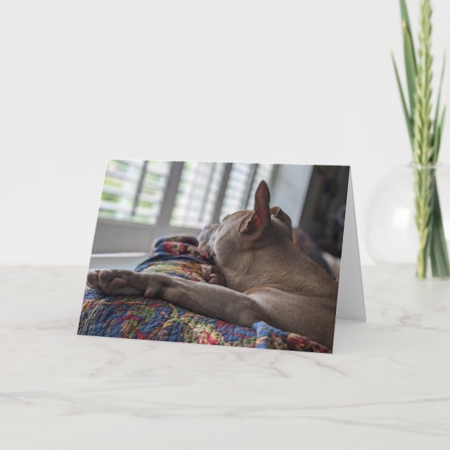 Pitbull Love Thank You Card (Front)