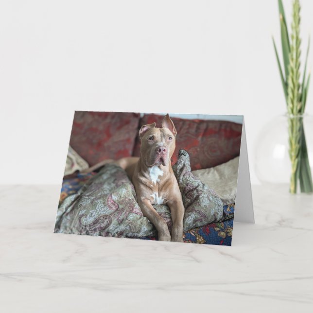 Pitbull Love Thank You Card (Front)