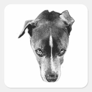 Pitbull Mix Portrait Bold Gaze Art Sticker