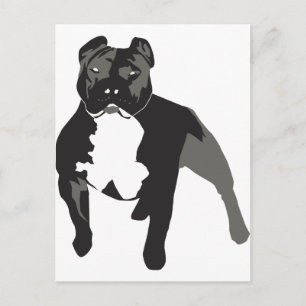 Pitbull Postcard